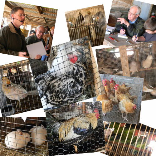 Iduma Bird Auction, Florence, Texas Iduma Bird Auction, Florence, Texas