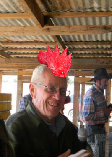 Rooster Comb Rooster Comb